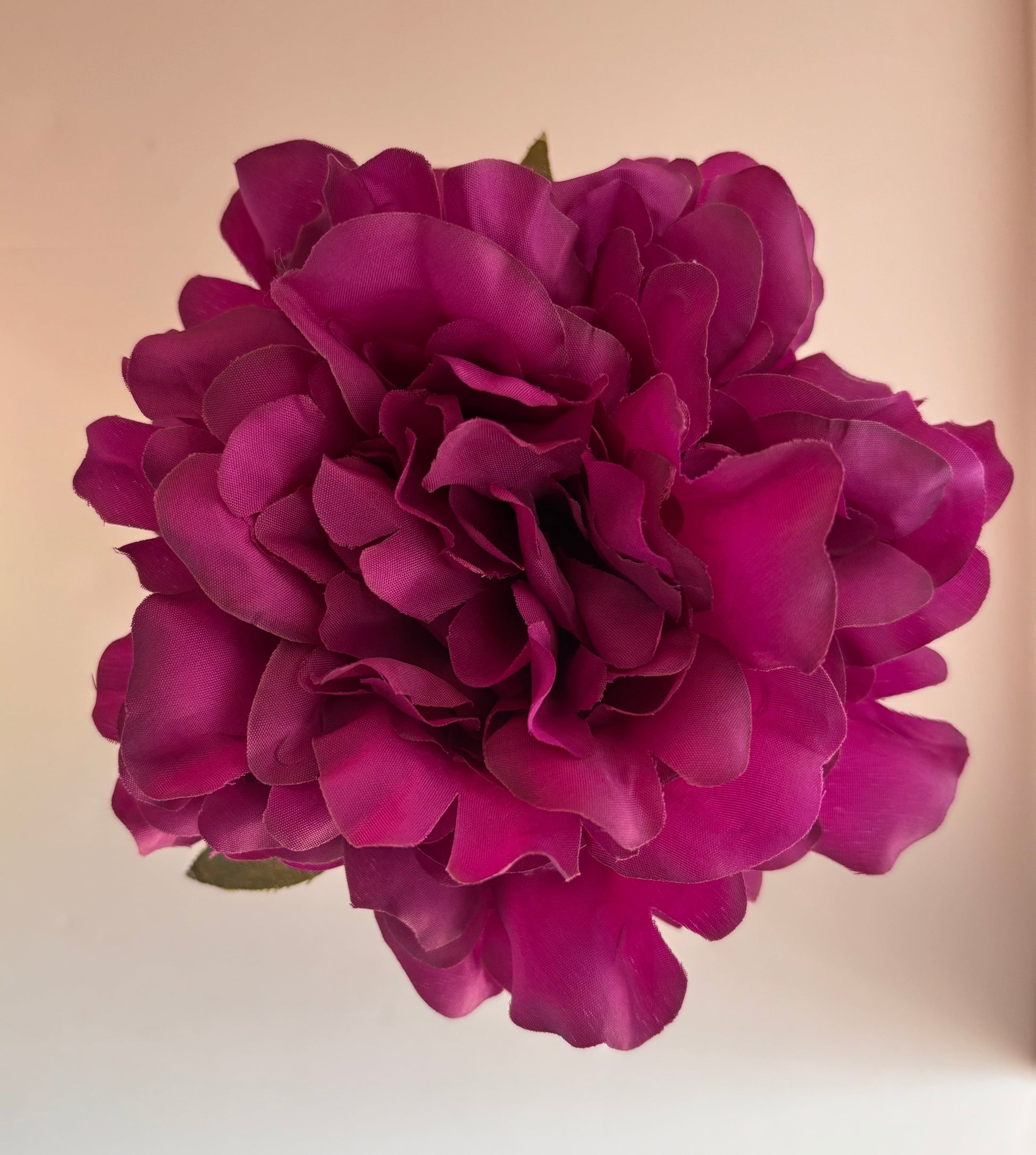Peonia Mediana 002